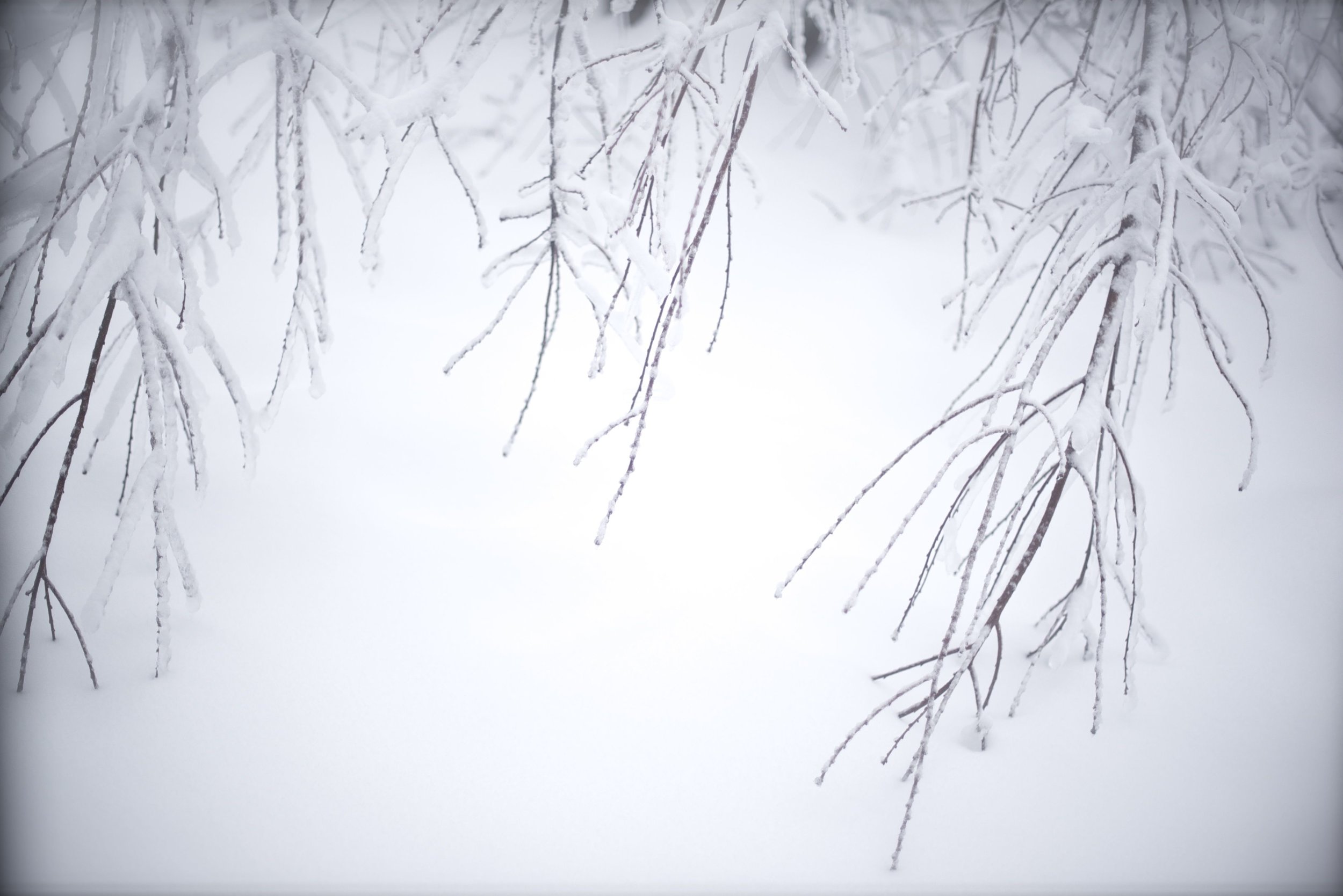tree tips in snow TELL.jpg