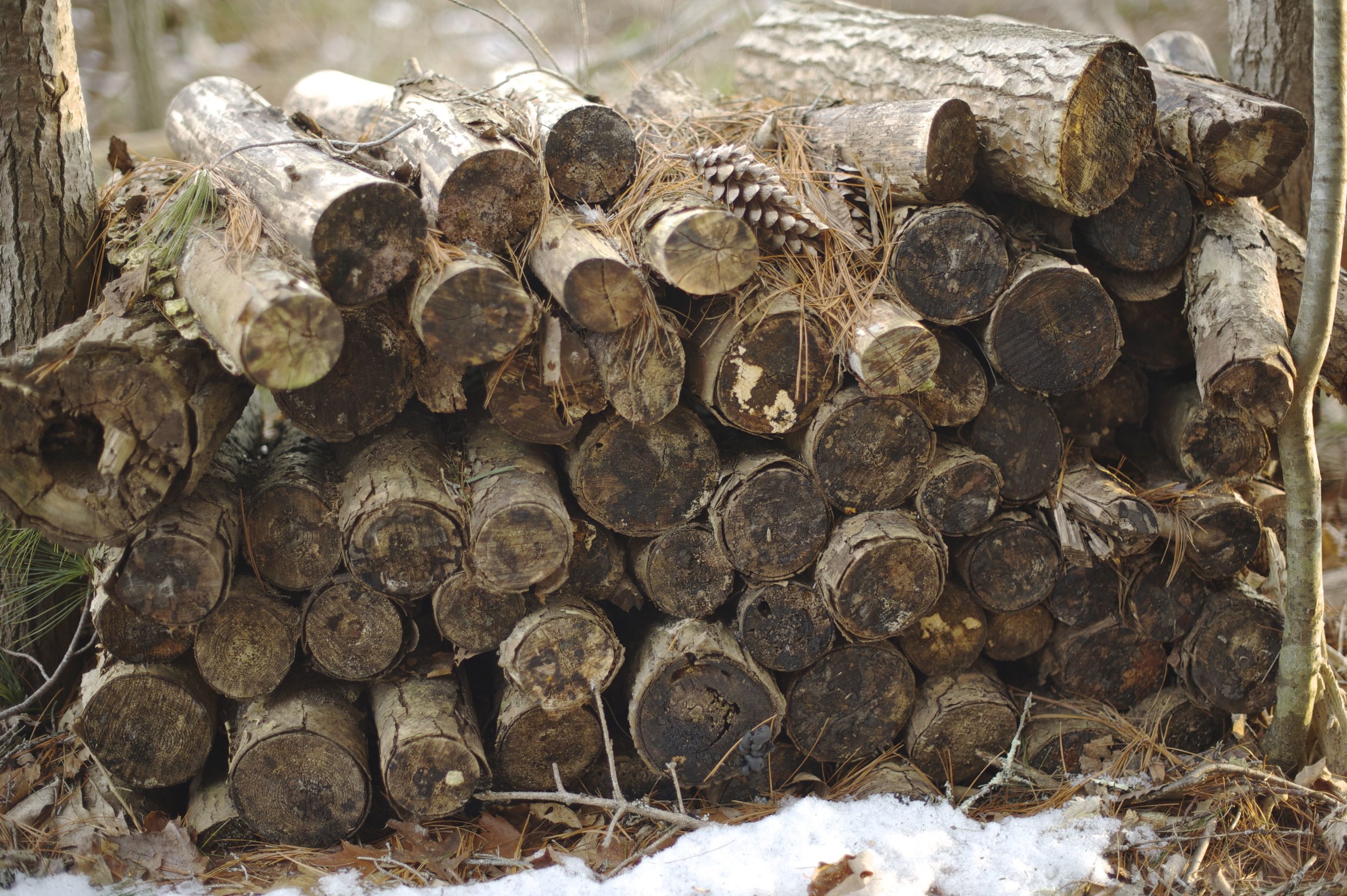 old woodpile TELL.jpg