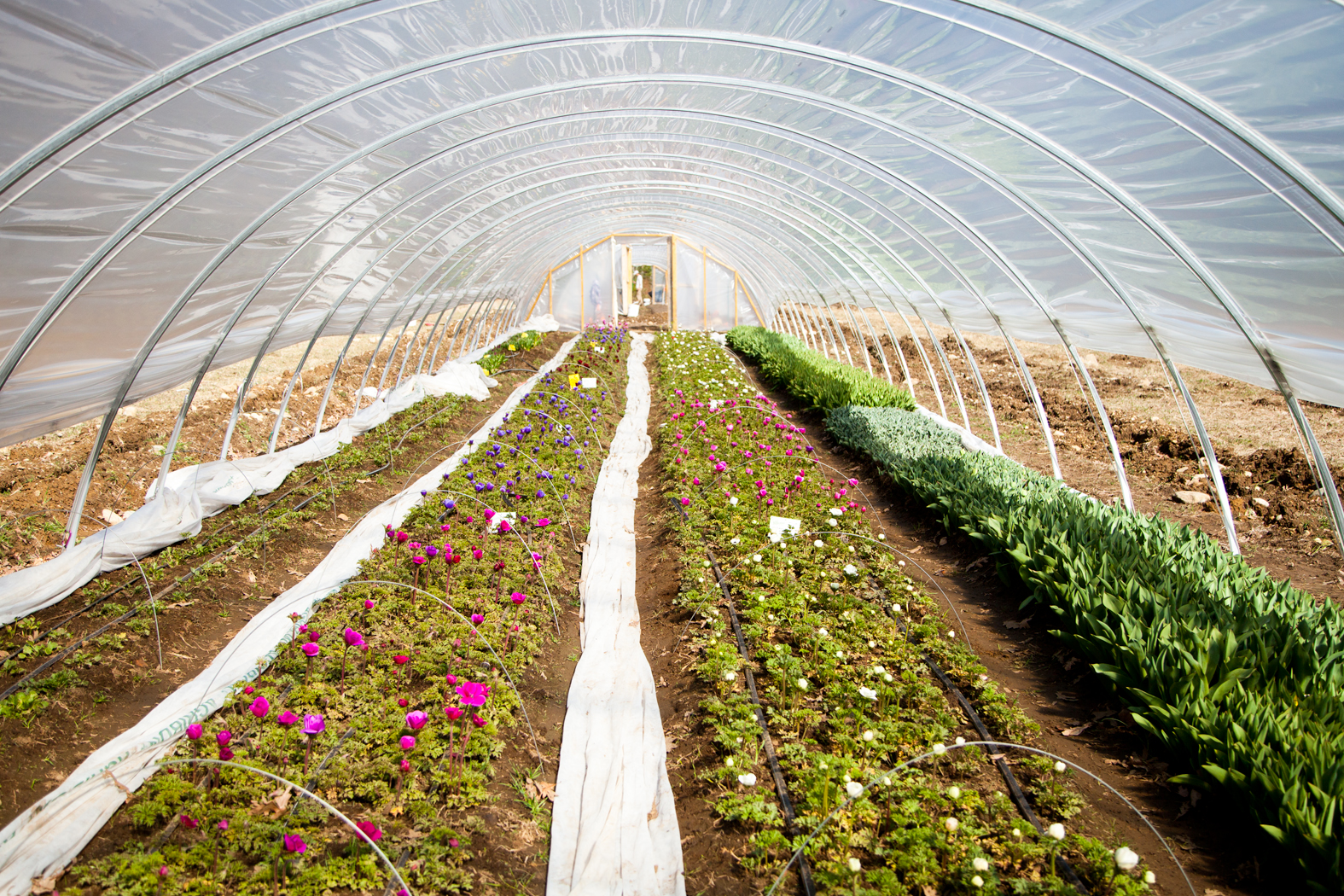 Fivefork Farms - 01.jpg