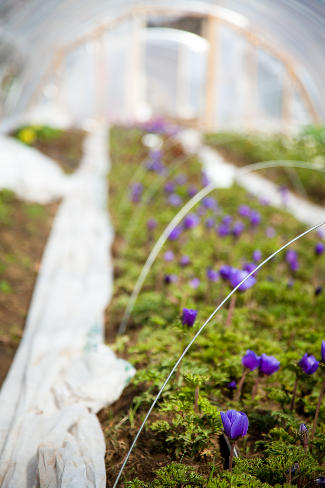 Fivefork Farms - 08.jpg
