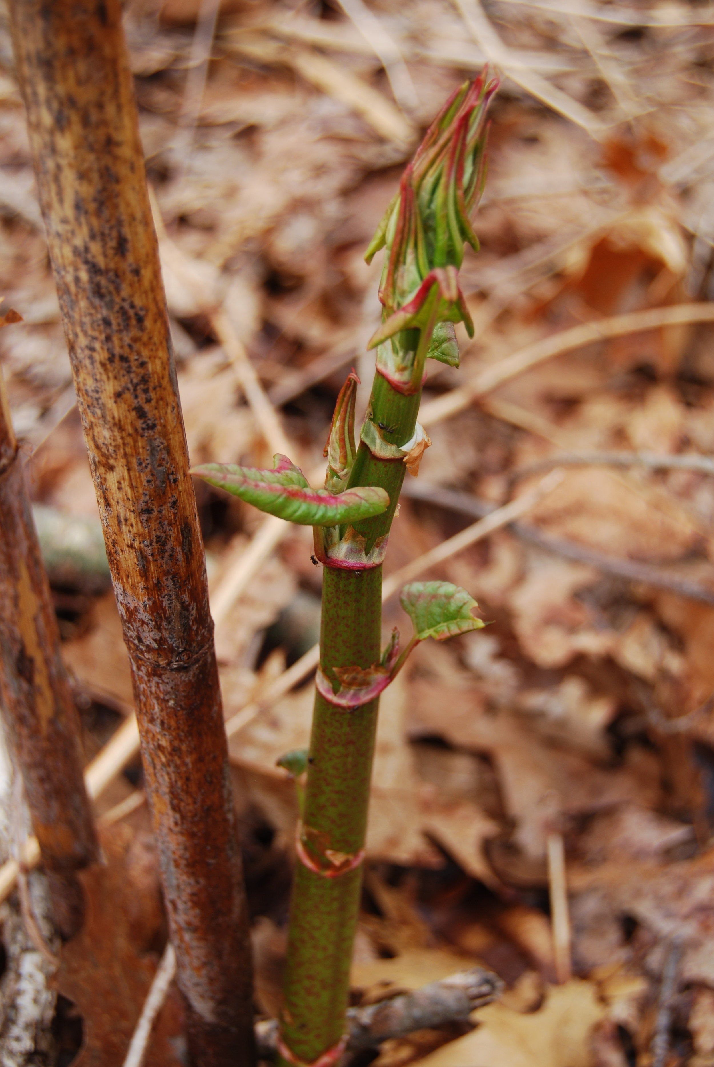 From Forest to Fork: Foraging for Edible Plants
