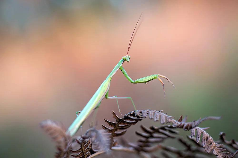 ©sitemarccphotographies_745 - copie.jpg