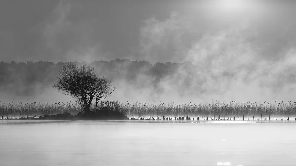 Un matin près des roseaux