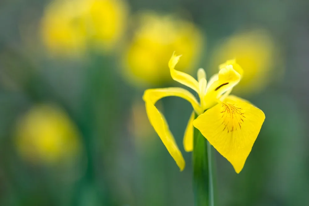 Iris pseudacorus