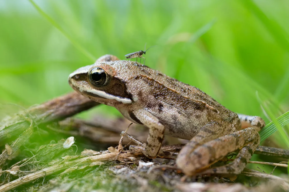 Jeune grenouille rousse
