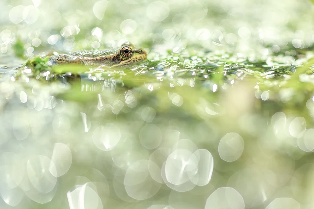 Jeune grenouille verte