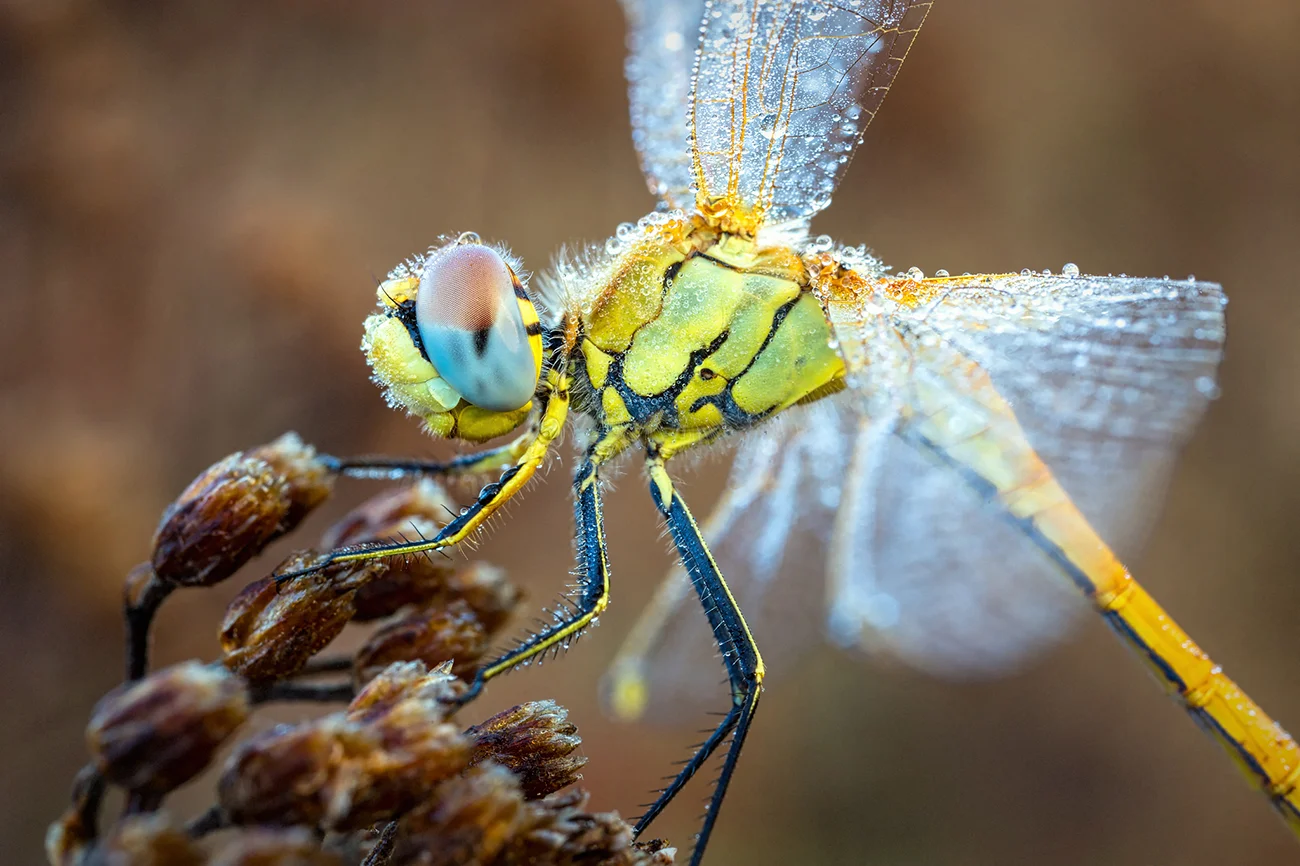 Sympetrum-Libellule-matin