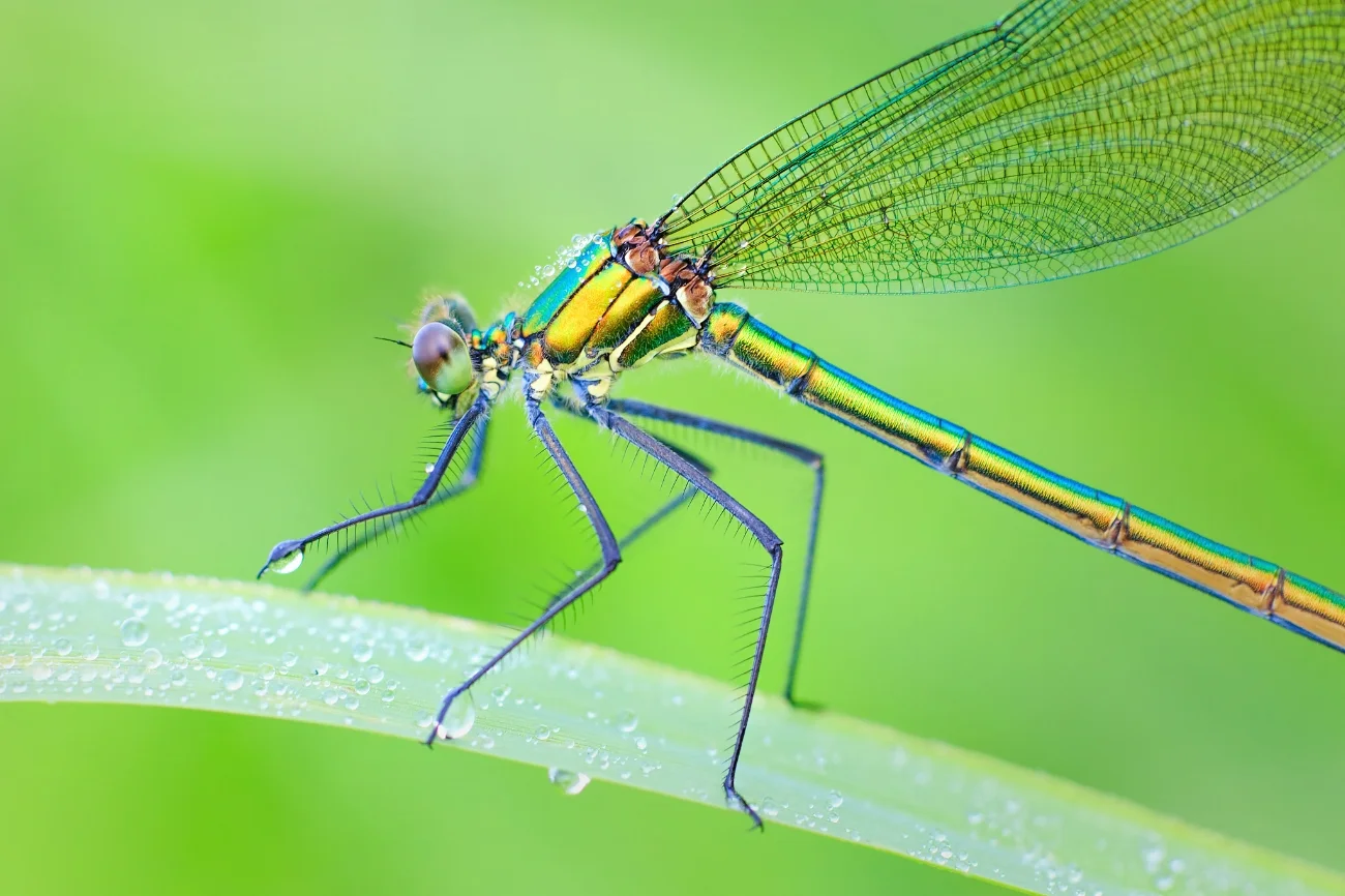 Demoiselle calopteryx dans la rosée