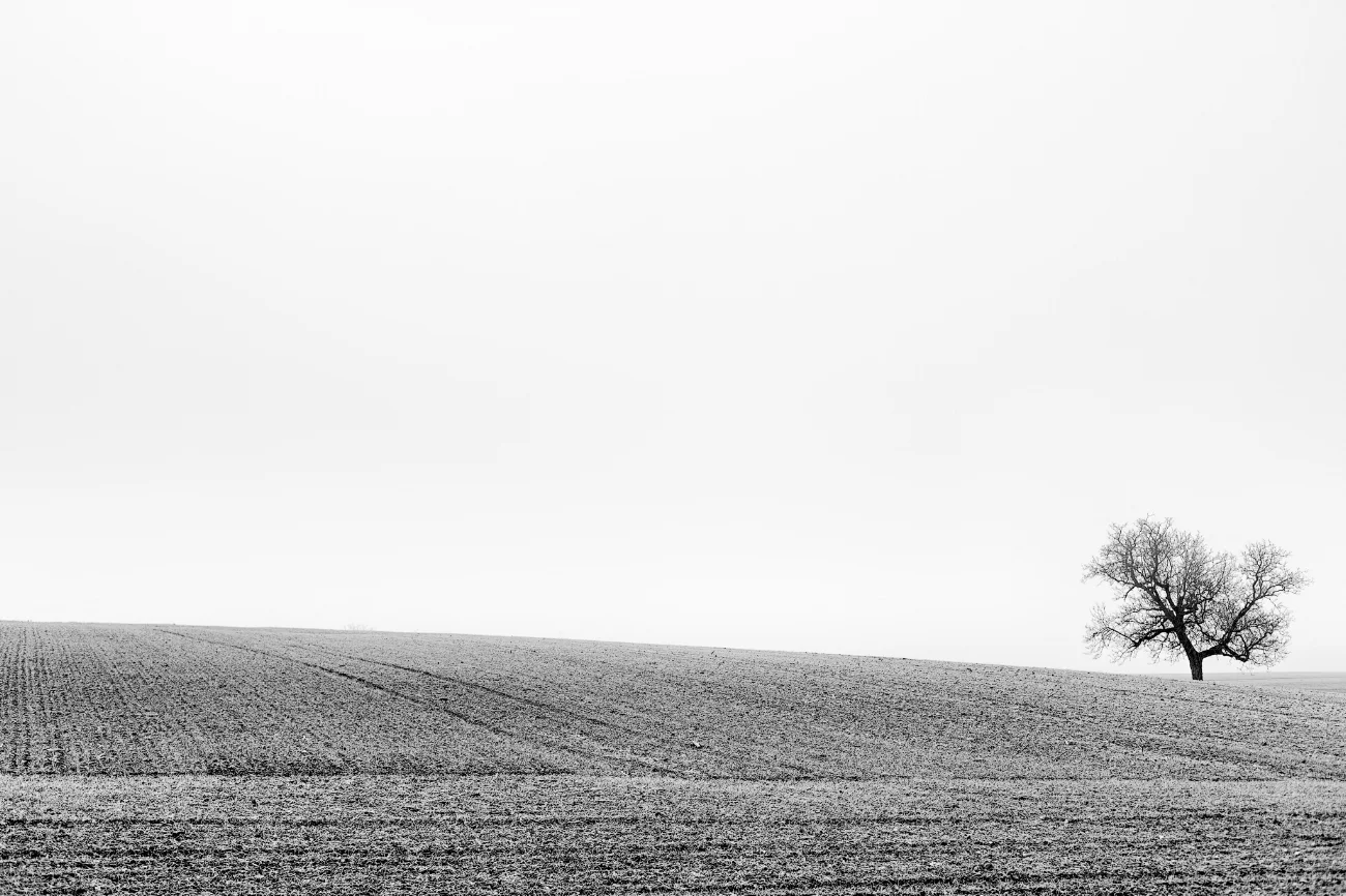Silhouette d'un arbre en hiver