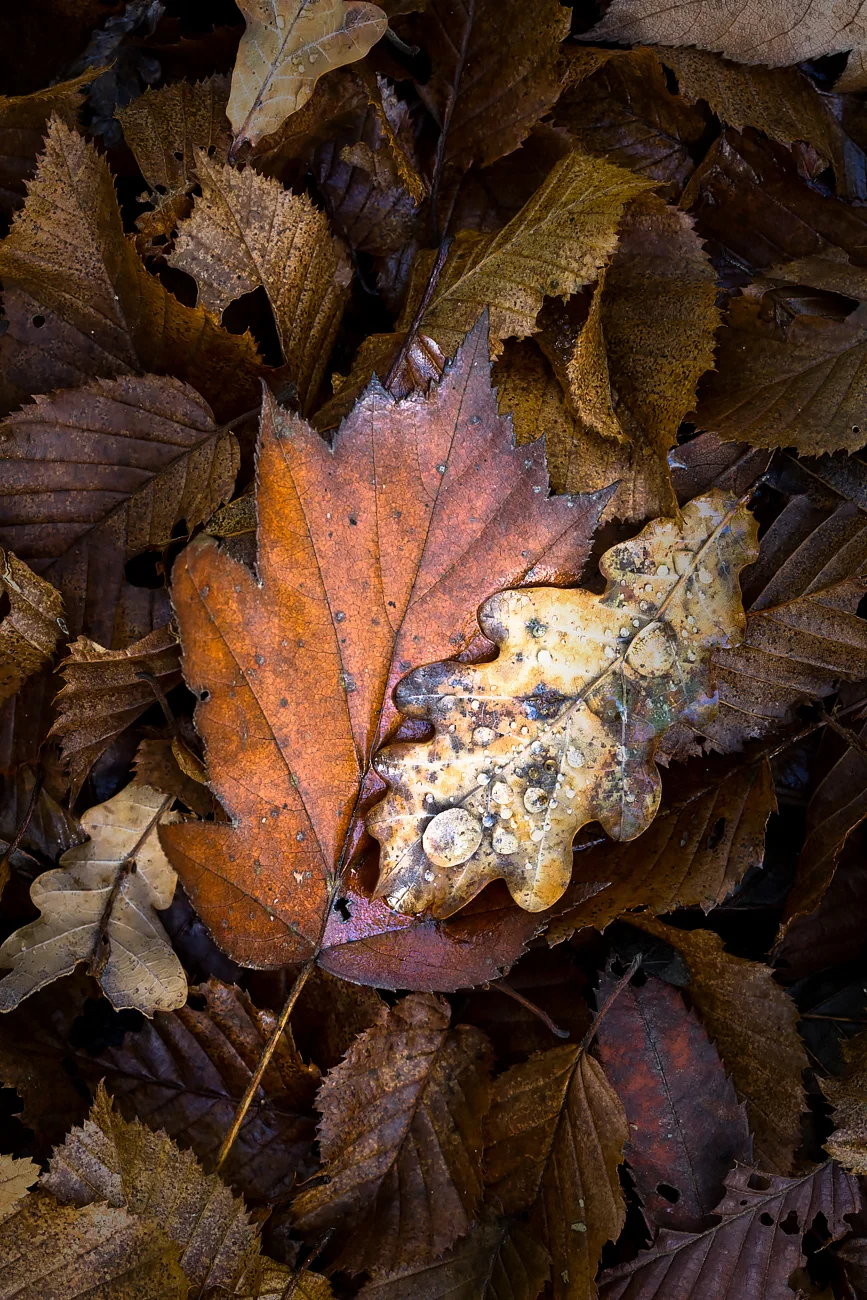 oak