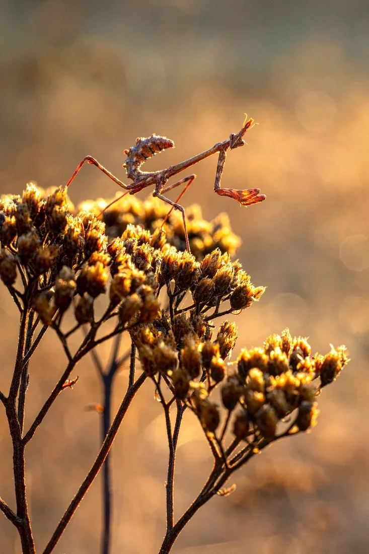 sitemarccphotographies1050.jpg