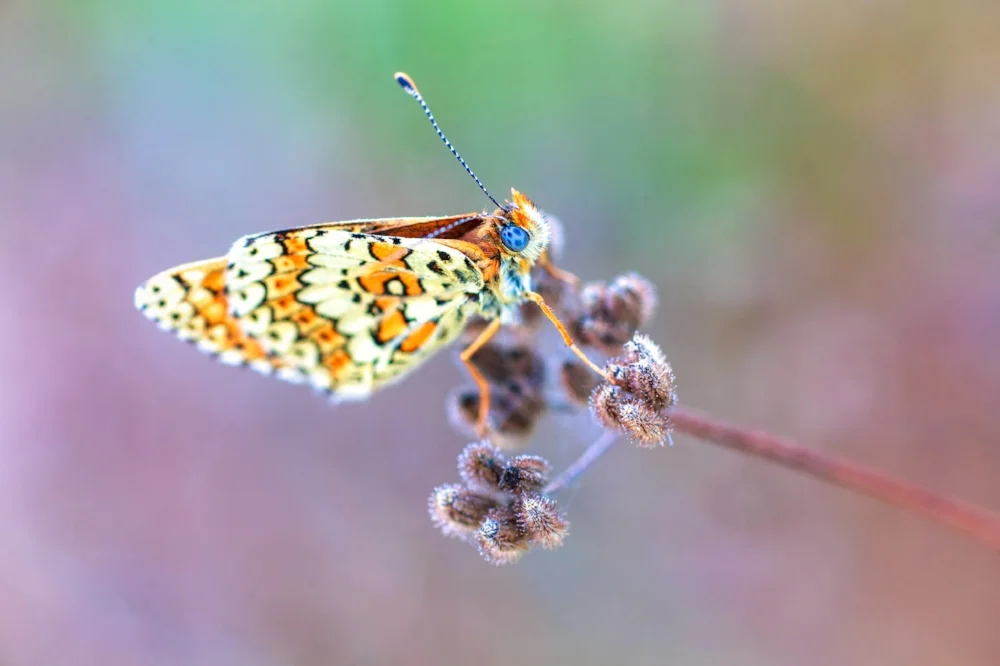 sitemarccphotographies1071.jpg