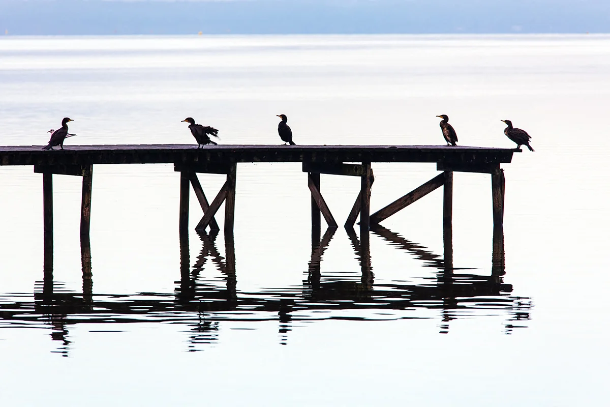 5 cormorans sur lac de Sanguinet