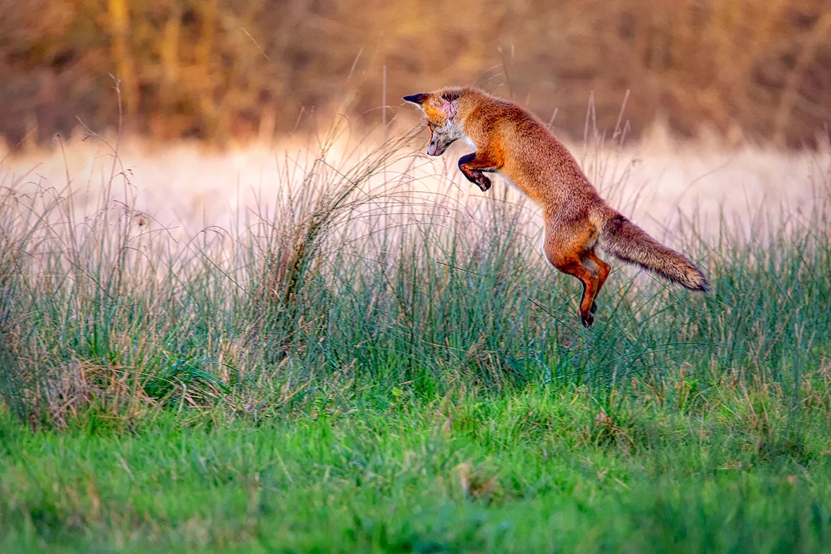 Renard au mulotage un soir d'hiver