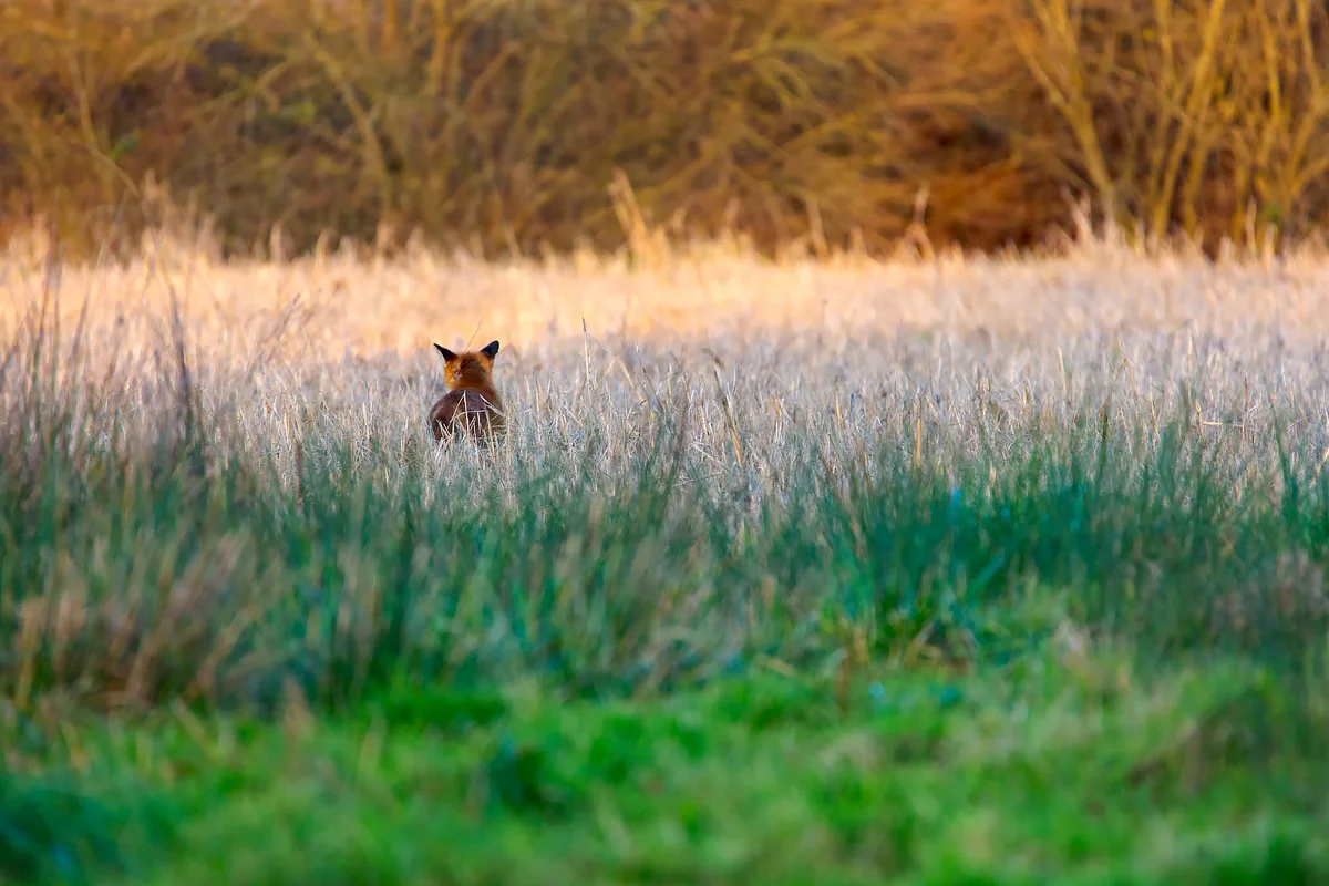 renard mulotage 4.jpg