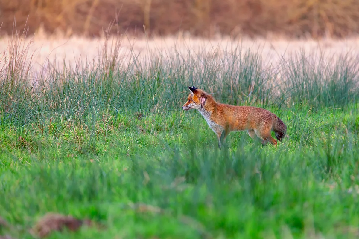 renard mulotage 5.jpg