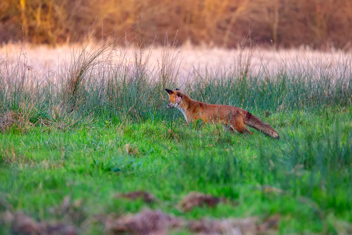 renard mulotage 6.jpg