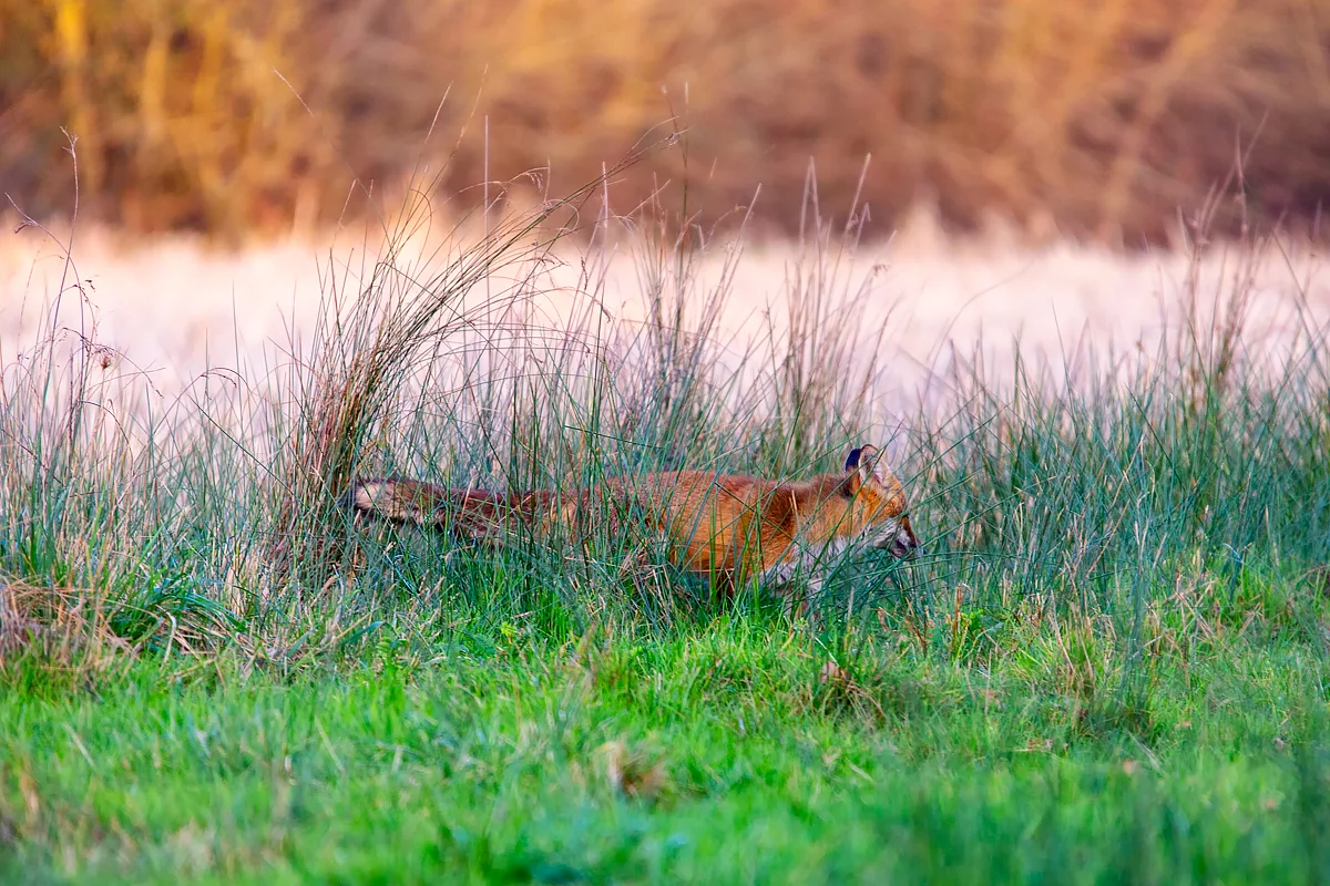 renard mulotage 2.jpg