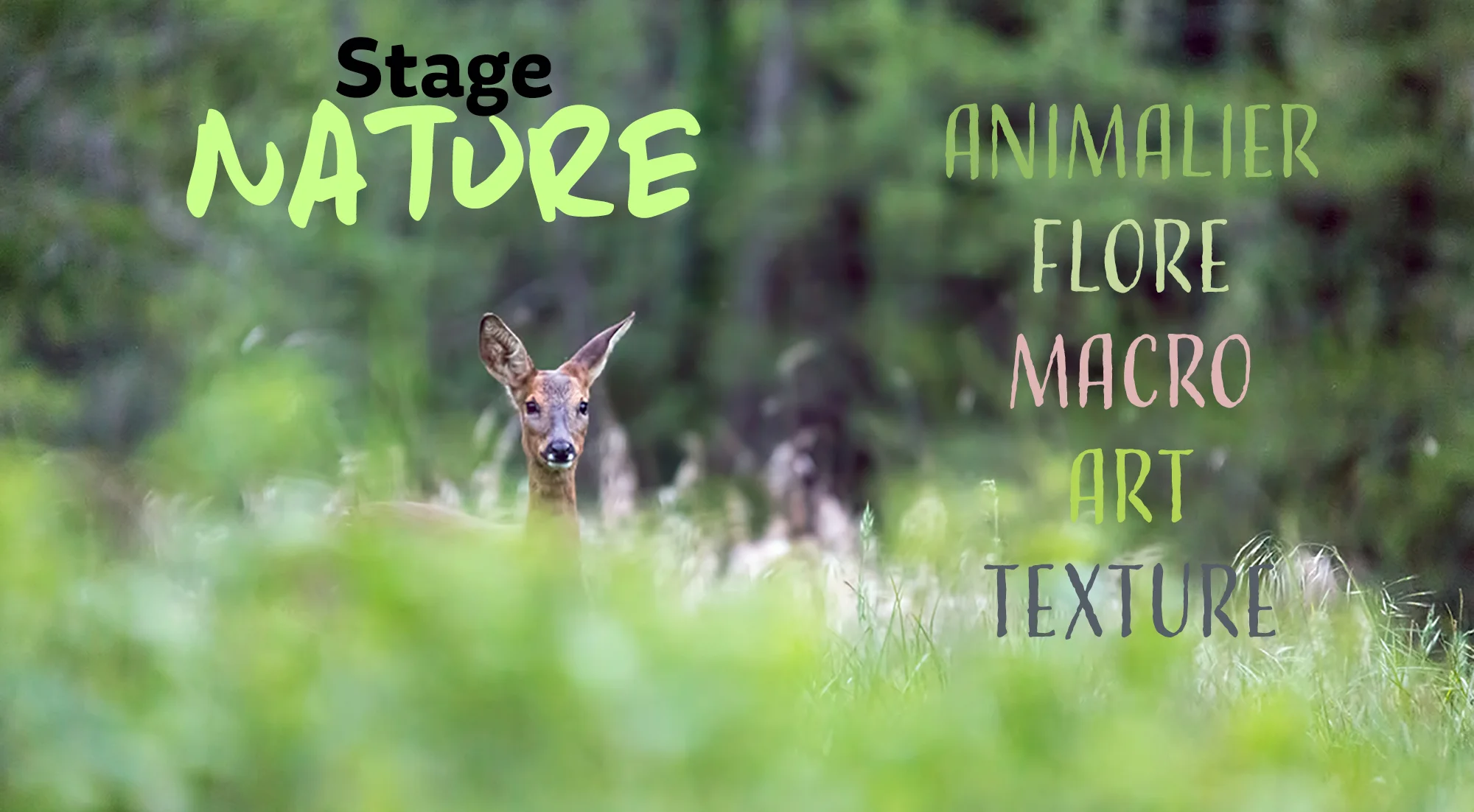 Stage photographie nature en Gironde — Marc Chaillou