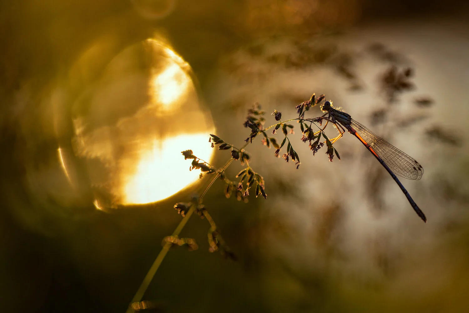 Agrion au soleil couchant