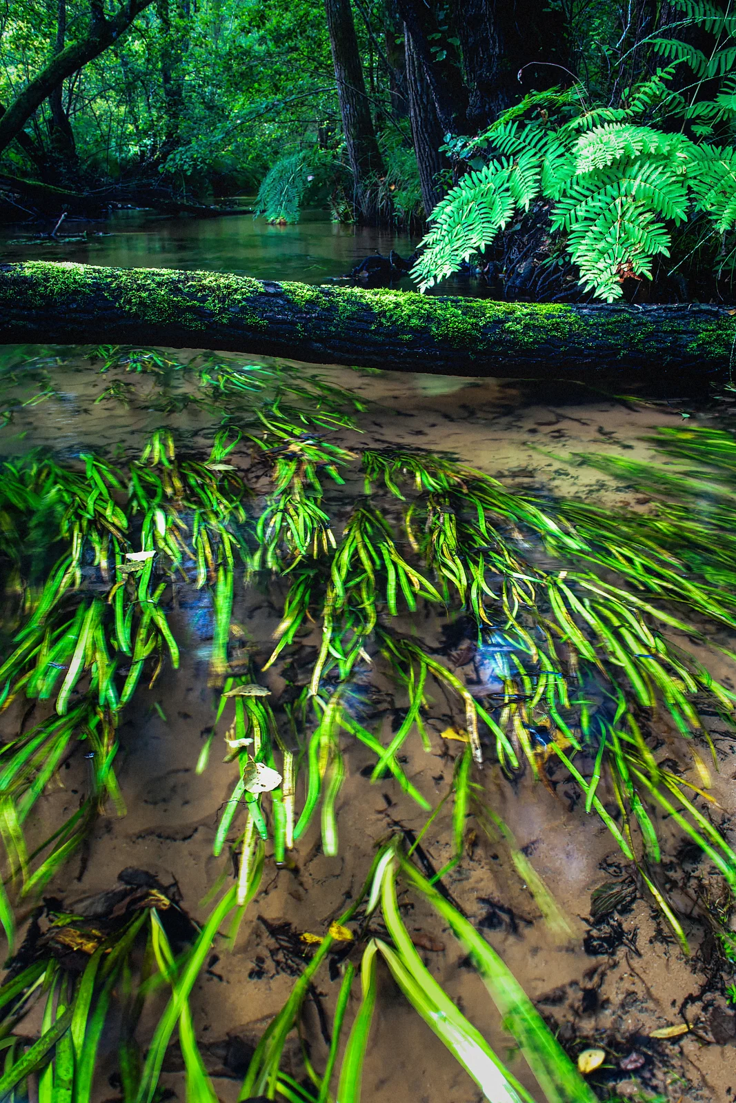 Petite rivière proche de l'Eyre-Gironde
