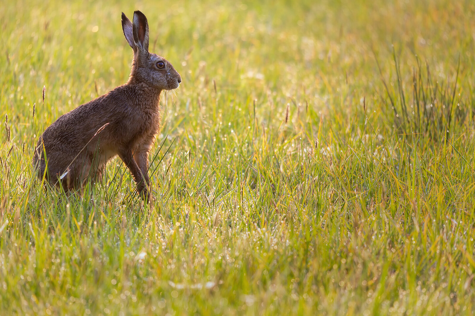 Au printemps, un lièvre après le lever de soleil