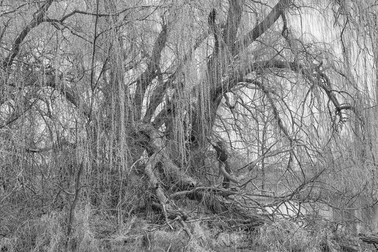 11A_7904.bw.jpg