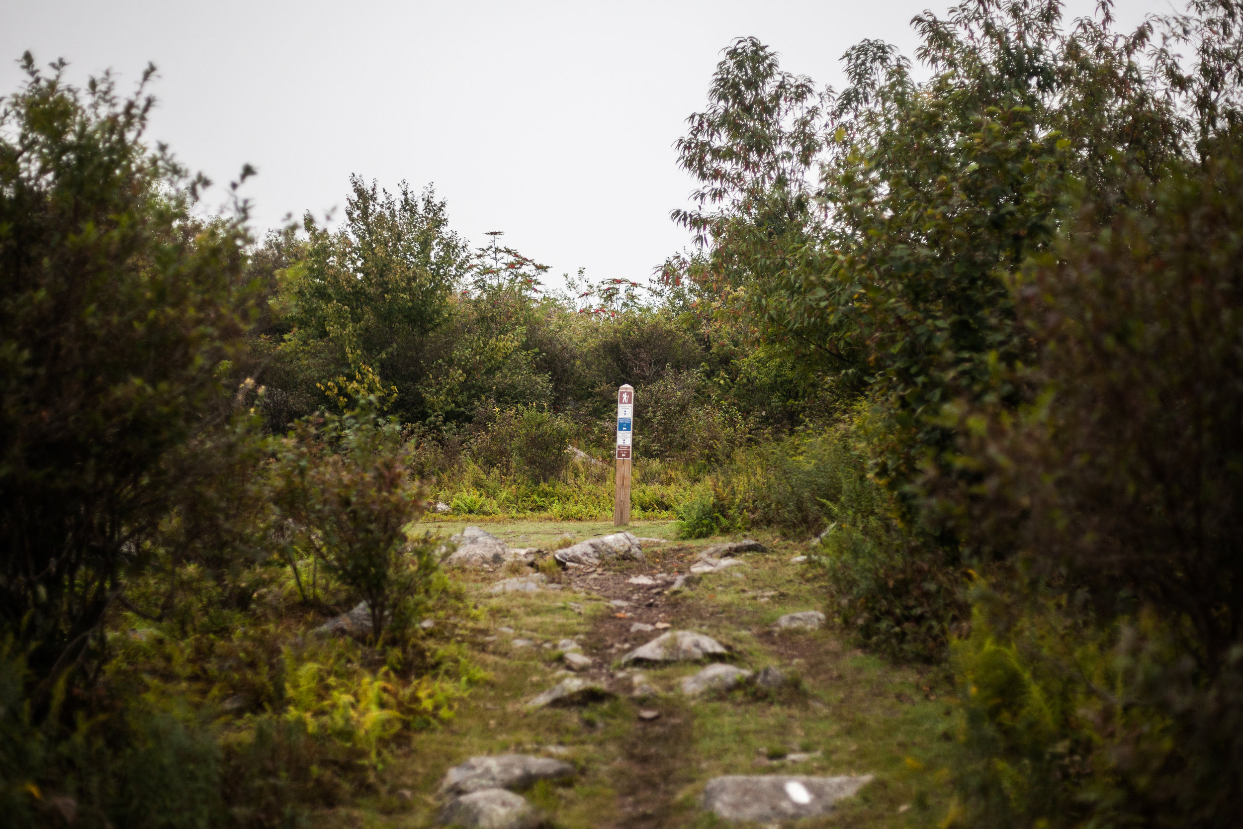 Appalachian Trail | Grayson Highlands, VA