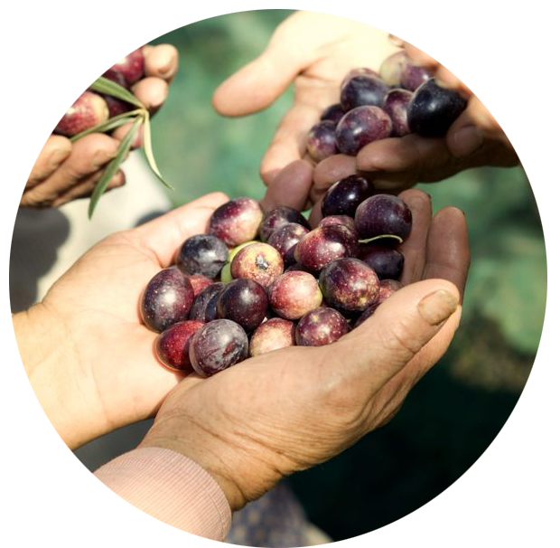 olive oil circle.png