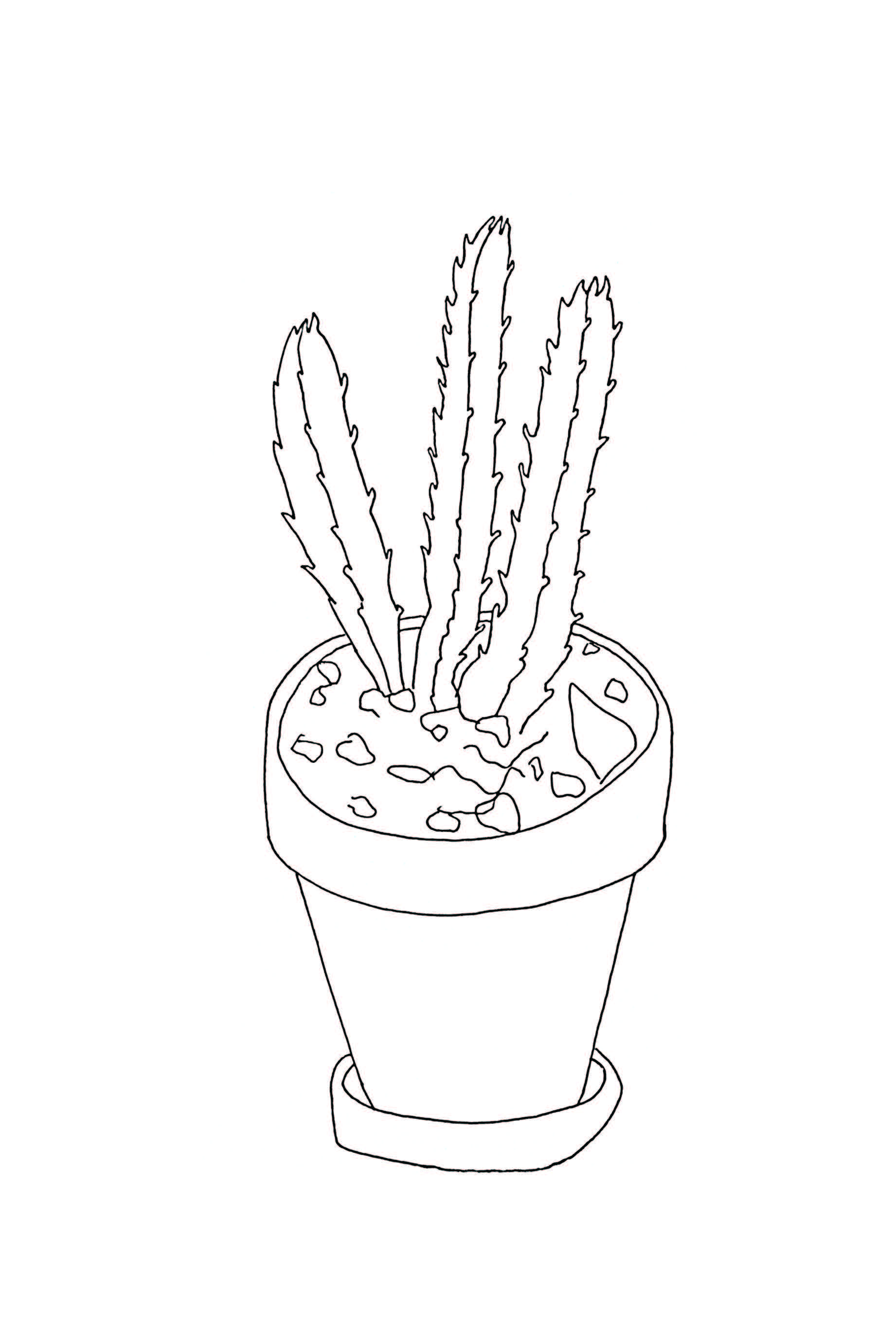 Cactus