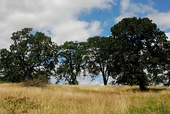 Oak Trees.jpg