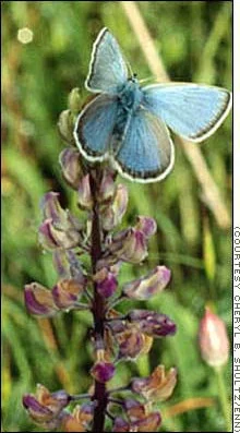 A Fender's Blue Butterfly on Kincaid's Lupine
