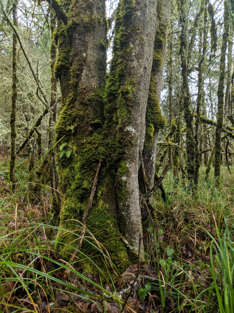 Oregon ash tree