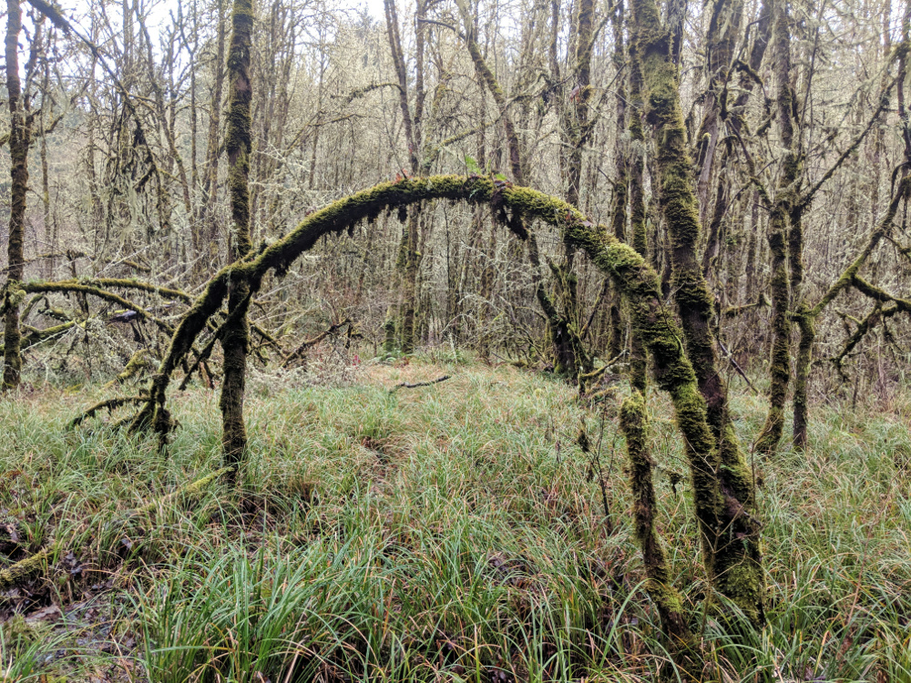 An Oregon Ash tree thriving in a swampy area.