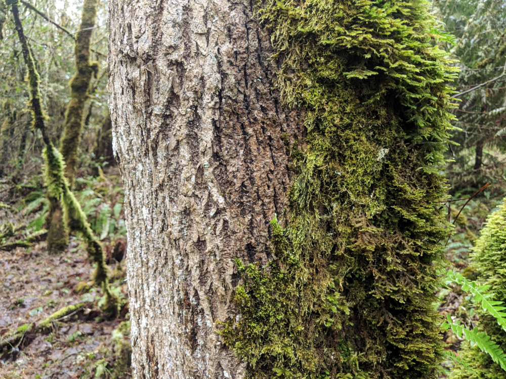  You’ve probably heard that moss grows on the north side of trees. It’s not 100% accurate and doesn’t help when there’s moss all around the trunk. In the case of this picture, though, the saying holds true. 