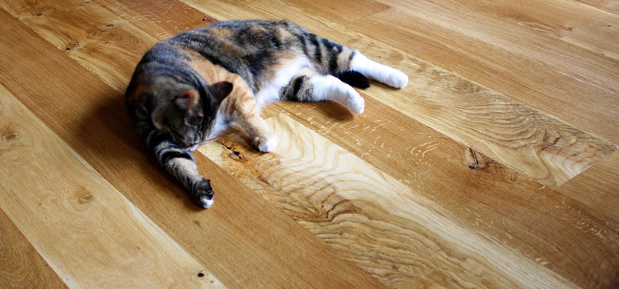 cat light banner.jpg