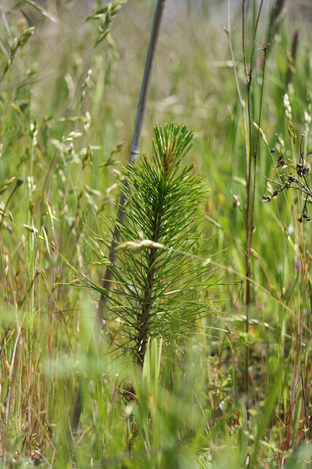 Ponderosa Pine seedling