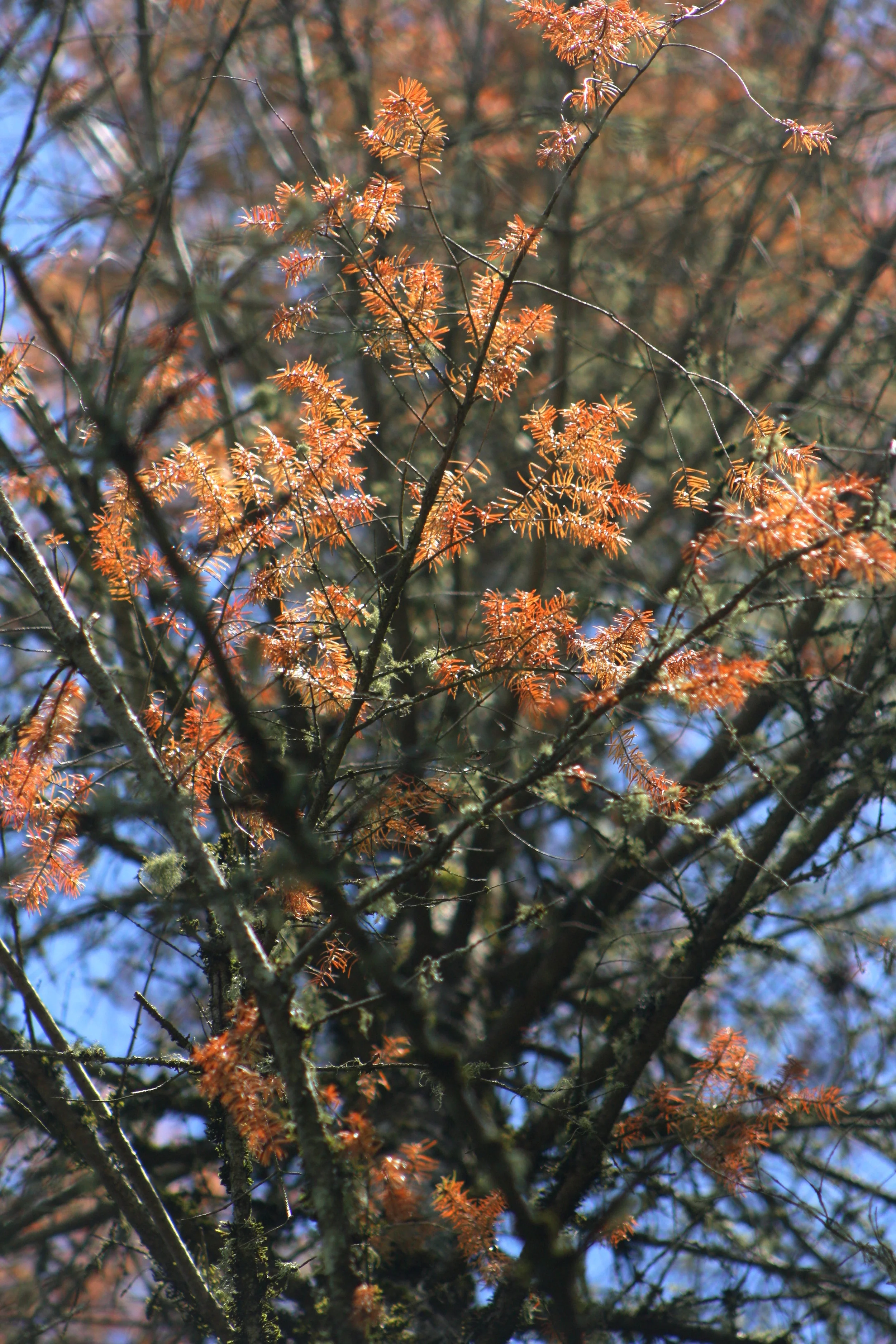 These bright red needles are the first indicator that this Douglas Fir has died - a sight we're seeing more every year as climate change takes its toll on our trees.