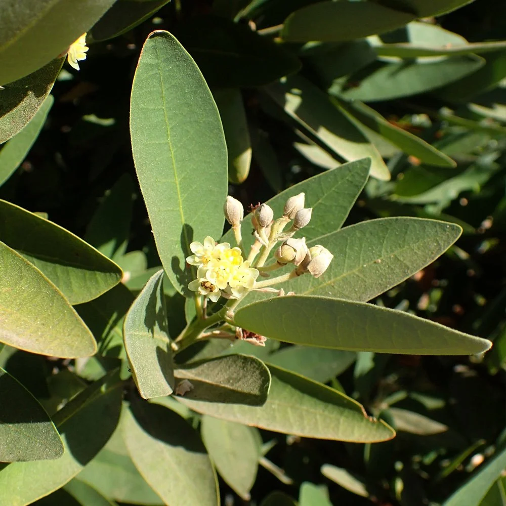 Oregon Myrtle  |  Umbellularia californica  |  Krzysztof Ziarnek, Kenraiz, CC BY-SA 4.0, via Wikimedia Commons