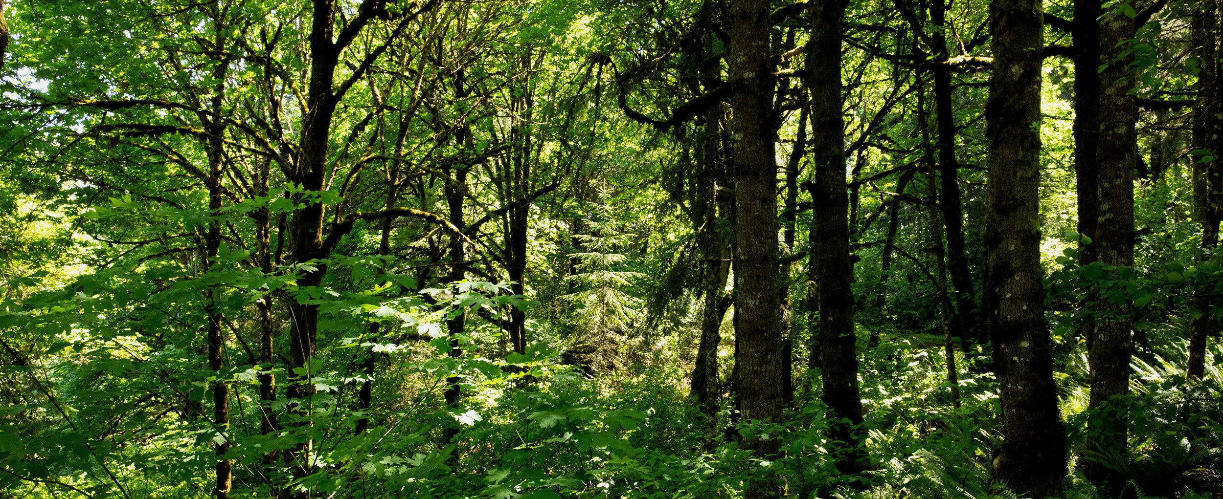 zena-forest-spring-2025.jpg