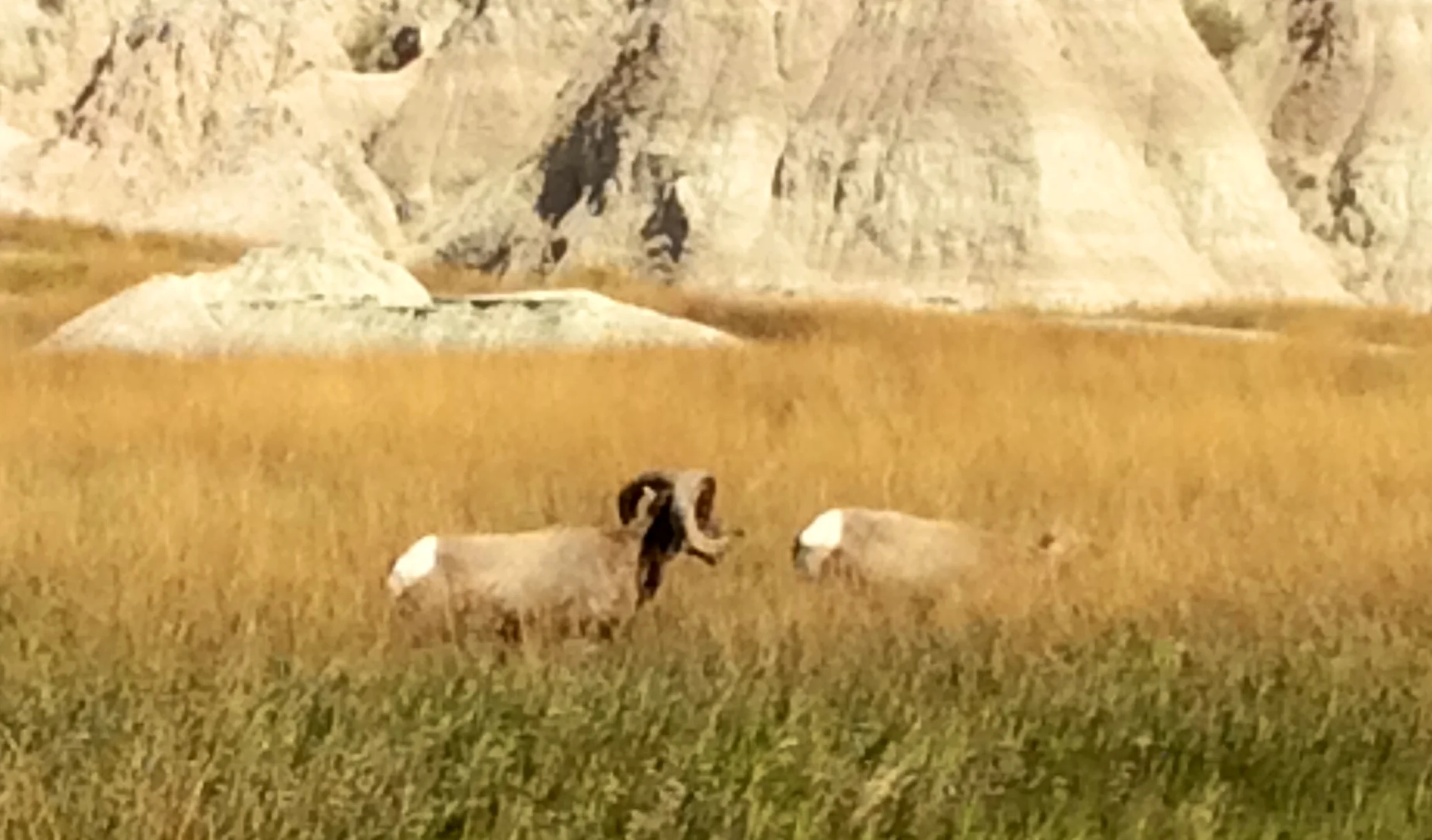Who's horns look a whole lot bigger when you sre in a vehicle small enough to do a 360 when something moves in the grass. 