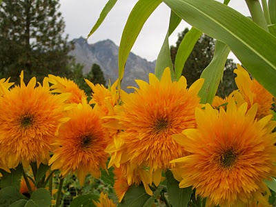 IMG_2198.JPG