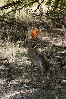 IMG_8457.JPG