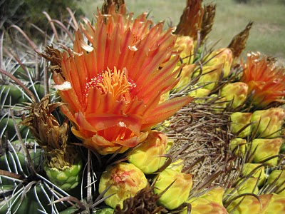 IMG_1836.JPG