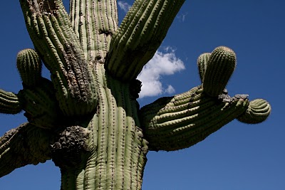 IMG_8393.JPG