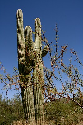 IMG_8362.JPG