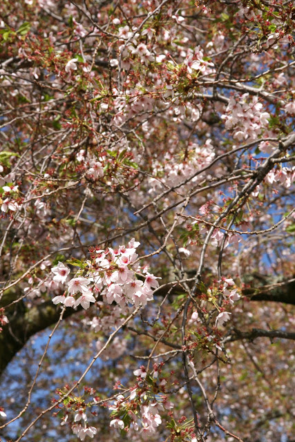 IMG_7027.JPG