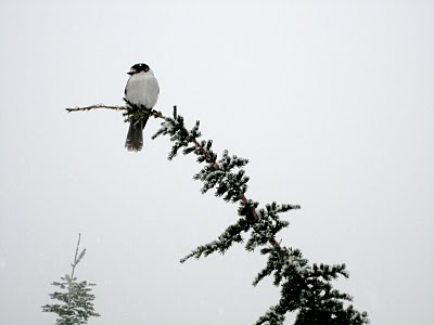 IMG_4412.JPG