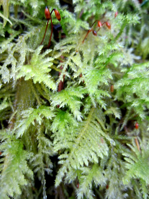 IMG_7833.JPG