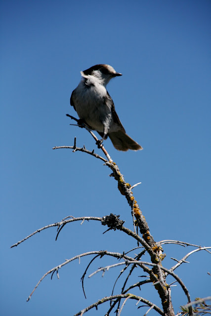 IMG_9366.JPG